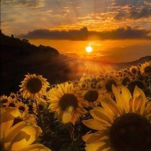 Meet your Posher, Dee